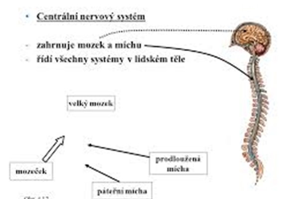 centrální nervový systém