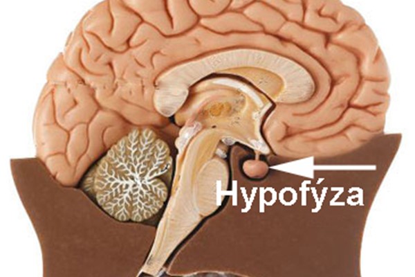 hypofýza, podvěsek mozkový