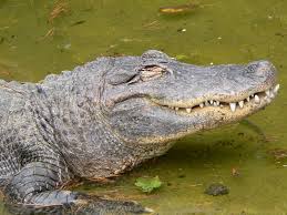 aligátor