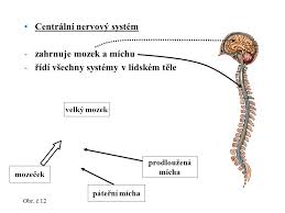 centrální nervový systém