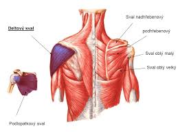 deltový sval