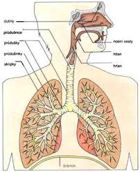 dýchací cesty