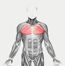 hrudní svaly