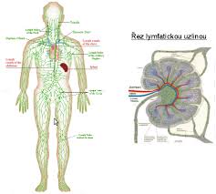 lymfa