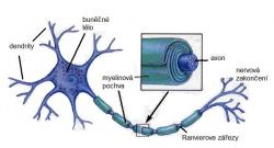 neuron