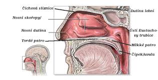 nosní dutina