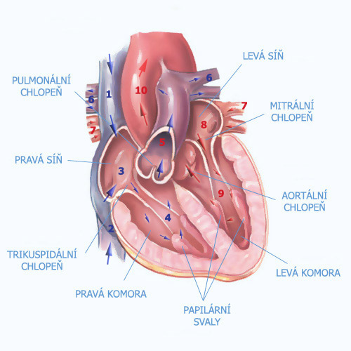 pravá / levá předsíń