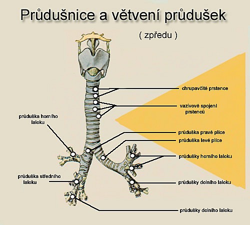 průdušky