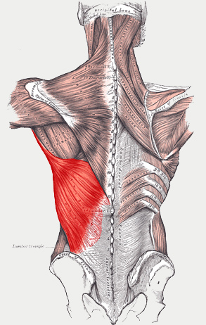 široký zádový sval
